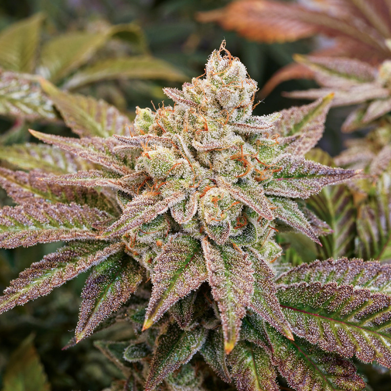 Graine de Weed : Faites Pousser Votre Propre Plante avec Dutch Passion